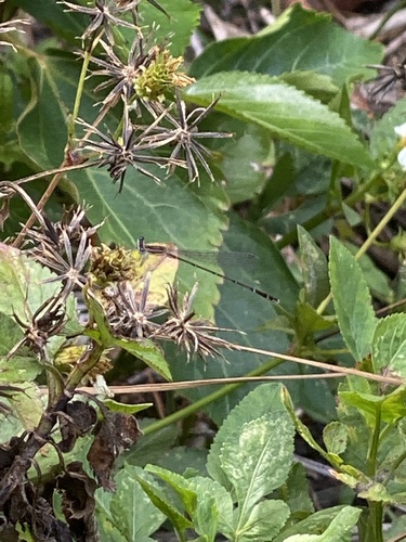 Everglades Sprite