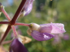 Lupinus rivularis