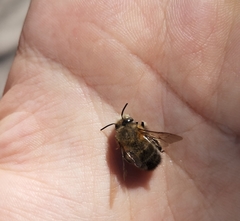 Anthophora plumipes