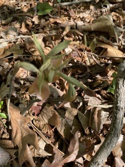 Cypripedium acaule