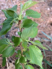 Magnoliopsida