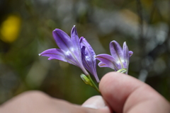 Triteleia bridgesii