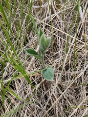 Calystegia spithamaea