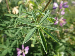 Lupinus rivularis