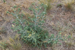 Mentzelia multiflora
