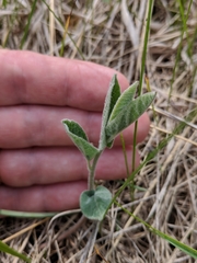 Calystegia spithamaea