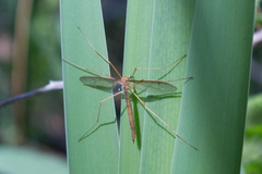 Tricyphona