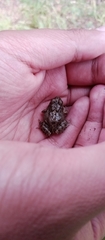 Pleurodema cinereum