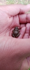 Pleurodema cinereum