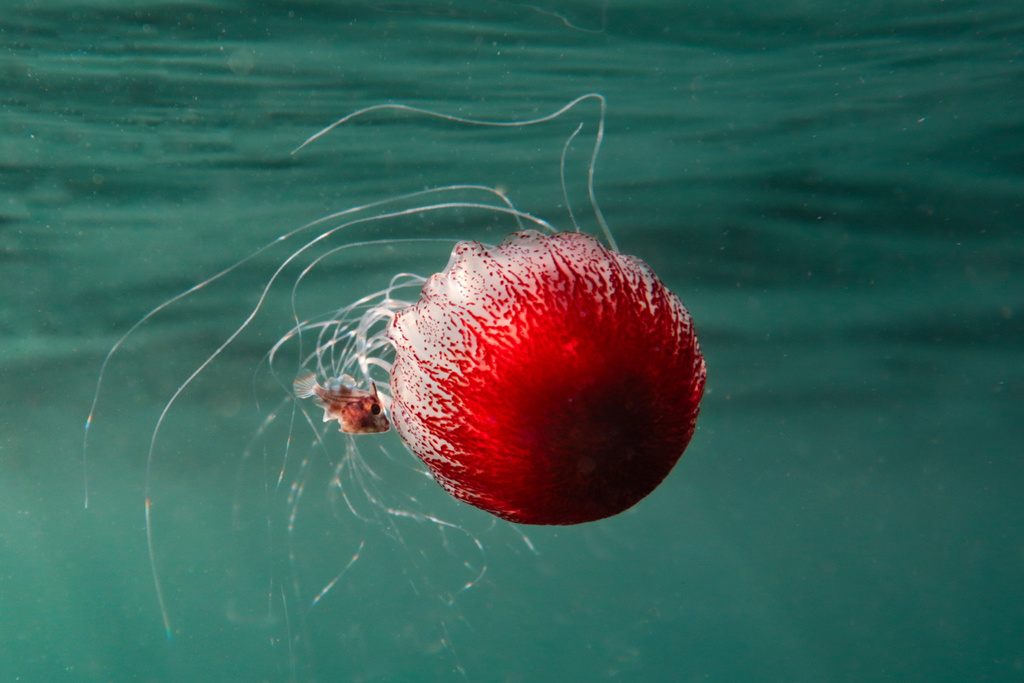 Pelagiid Jellies