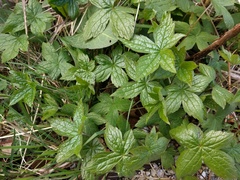 Geranium nodosum