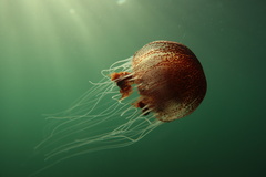 Chrysaora pentastoma