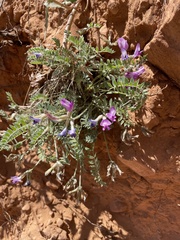 Astragalus zionis