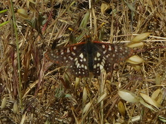 Euphydryas chalcedona chalcedona