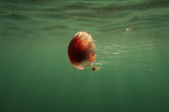 Chrysaora pentastoma