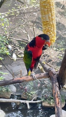 Eclectus