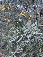 Olea europaea