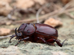 Phyllognathus excavatus
