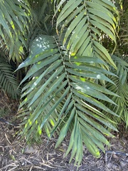 Arecaceae