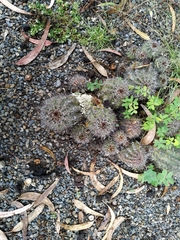 Trichocereeae
