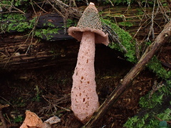 Phallus formosanus