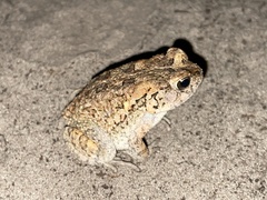 Sclerophrys gutturalis