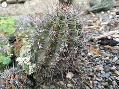 Trichocereeae