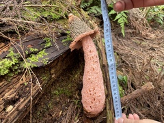 Phallus formosanus