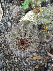 Trichocereeae