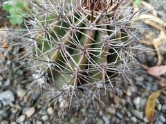 Trichocereeae