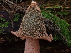 Phallus formosanus