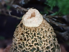 Phallus formosanus