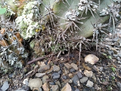 Trichocereeae