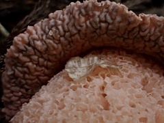 Phallus formosanus