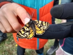 Eurranthis plummistaria