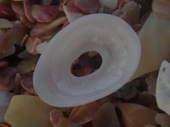 Monodilepas diemenensis