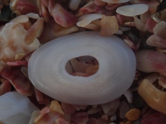 Monodilepas diemenensis