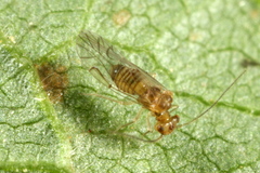Homilopsocidea