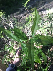 Amphibolips melanocera