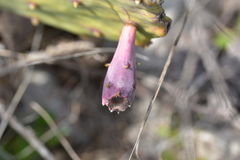Opuntia anahuacensis