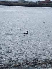 Phalacrocorax carbo
