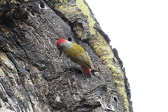 Chloropicus spodocephalus