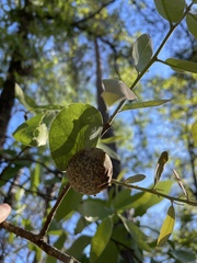 Amphibolips quercuscinerea