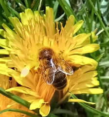 Apis mellifera