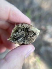 Amphibolips quercuscinerea