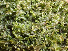 Pedinophyllum interruptum