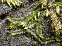 Pedinophyllum interruptum