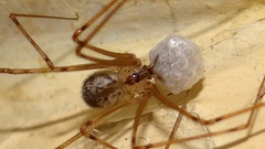 Physocyclus globosus