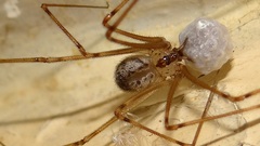 Physocyclus globosus