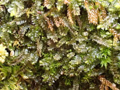 Mesoptychia collaris